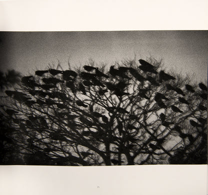 Karasu Ravens is Masahisa Fukase's masterpiece, a cornerstone in the history of Japanese post-war photography. 