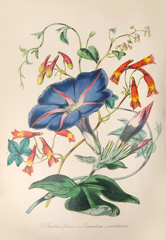 A handsome copy of The English Flower Garden by prominent Victorian nurseryman William Thompson, finely bound with hand-coloured illustrations.