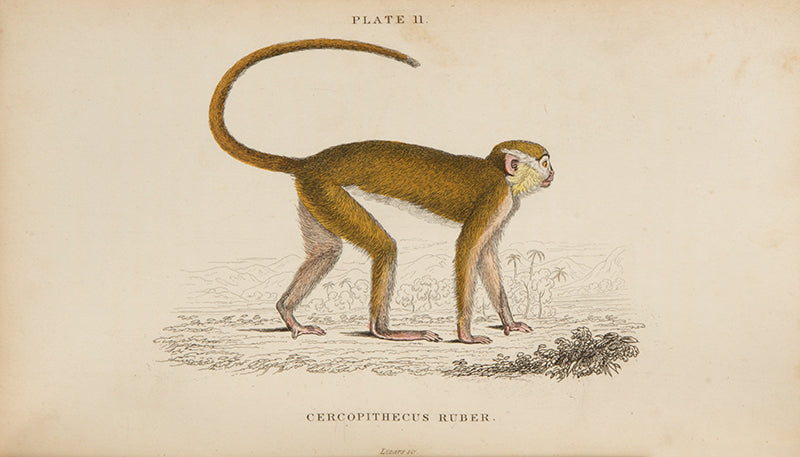 First edition of The Naturalist's Library by William Jardine, full set of 40 volumes.