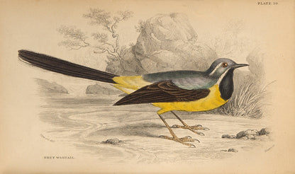 First edition of The Naturalist's Library by William Jardine, full set of 40 volumes.