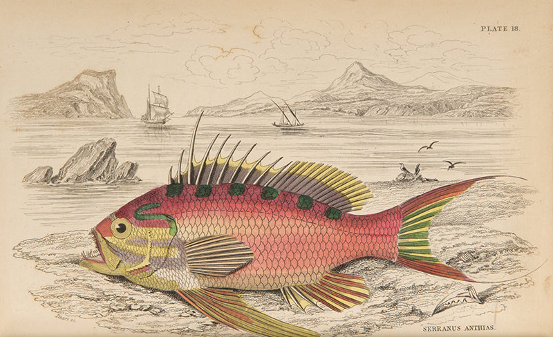 First edition of The Naturalist's Library by William Jardine, full set of 40 volumes.