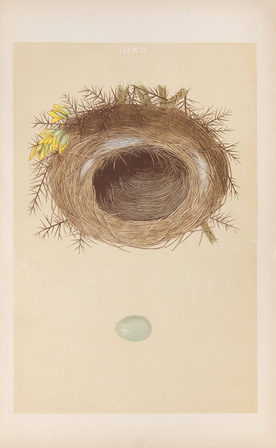 Mixed set of F.O. Morris's History of British Birds and History of Nests and Eggs, 1863-1864.