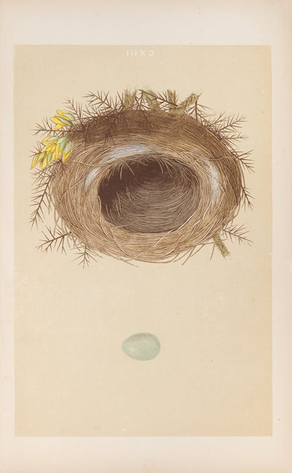 Mixed set of F.O. Morris's History of British Birds and History of Nests and Eggs, 1863-1864.