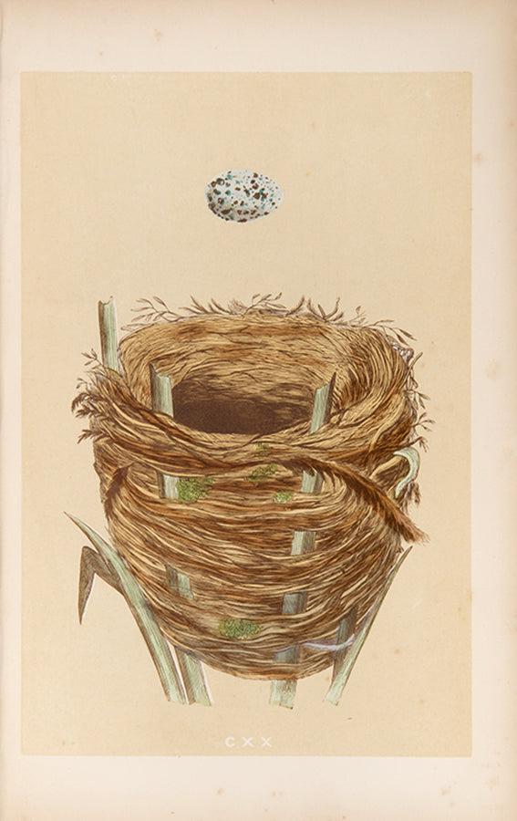 Mixed set of F.O. Morris's History of British Birds and History of Nests and Eggs, 1863-1864.