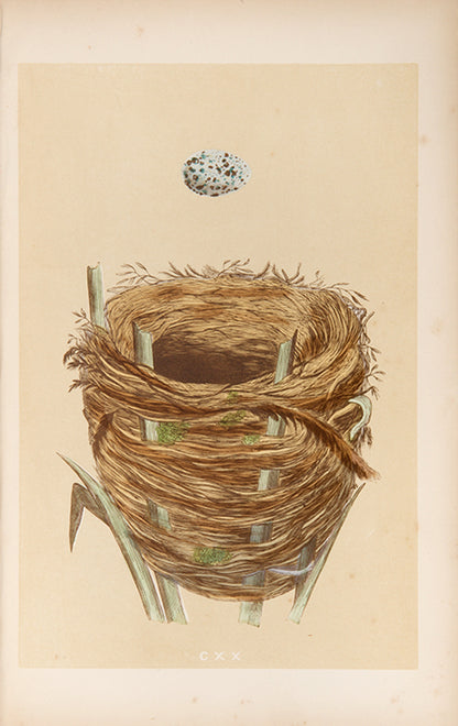 Mixed set of F.O. Morris's History of British Birds and History of Nests and Eggs, 1863-1864.