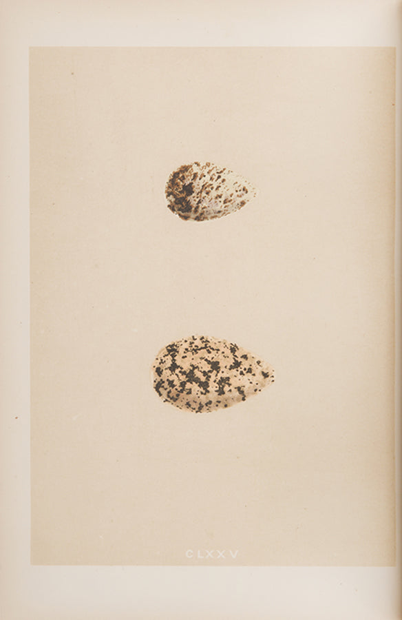 Mixed set of F.O. Morris's History of British Birds and History of Nests and Eggs, 1863-1864.