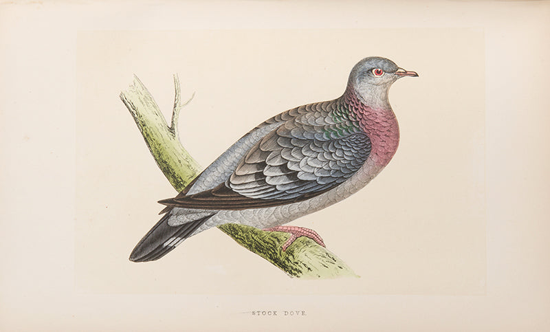 Mixed set of F.O. Morris's History of British Birds and History of Nests and Eggs, 1863-1864.