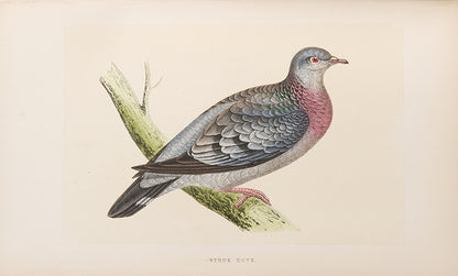 Mixed set of F.O. Morris's History of British Birds and History of Nests and Eggs, 1863-1864.
