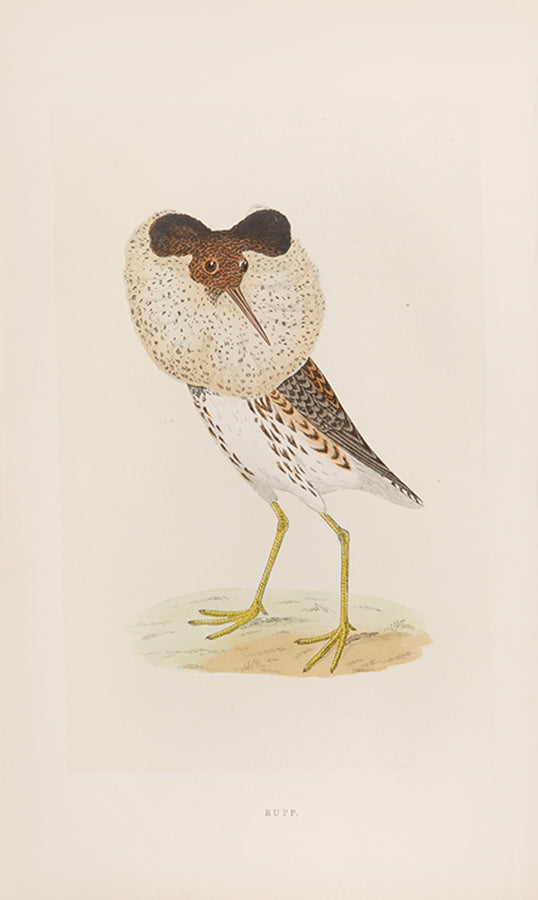 Mixed set of F.O. Morris's History of British Birds and History of Nests and Eggs, 1863-1864.