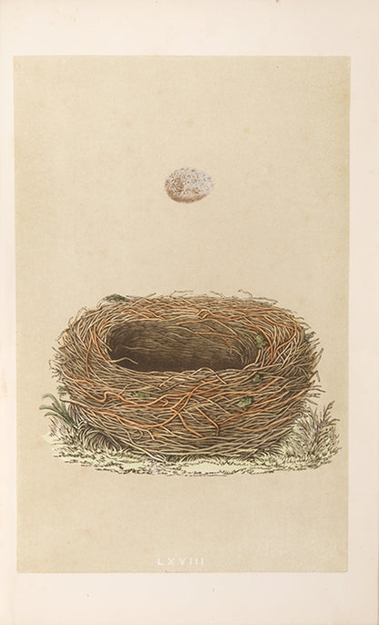 Mixed set of F.O. Morris's History of British Birds and History of Nests and Eggs, 1863-1864.