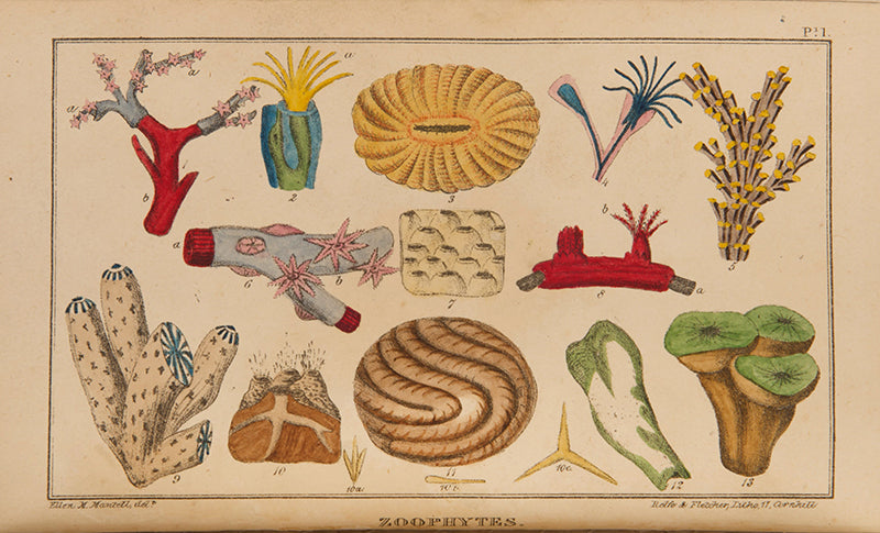 The rare first edition of The Wonders of Geology by Gideon Mantell, the first scientist to describe dinosaur species, with the John Martin mezzotint frontispiece.