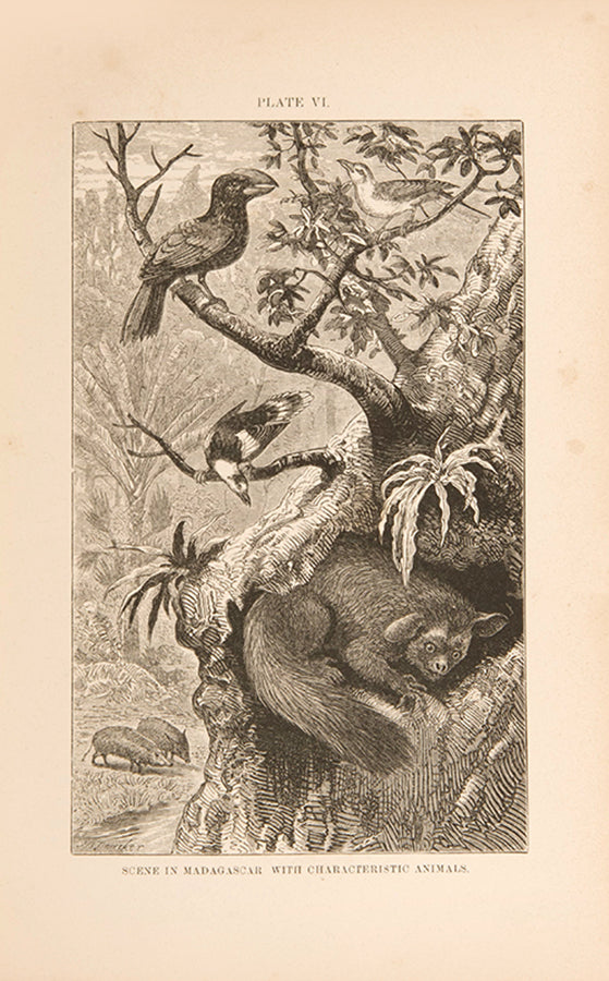 A finely bound first edition of Alfred Russel Wallace's important work on zoogeography, The Geographical Distribution of Animals, published in 1876.