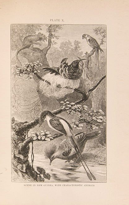 A finely bound first edition of Alfred Russel Wallace's important work on zoogeography, The Geographical Distribution of Animals, published in 1876.