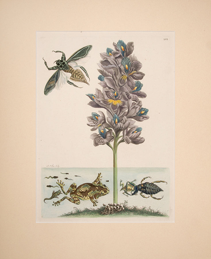 Water Scorpion and Giant Beetle. Pl. LVI.