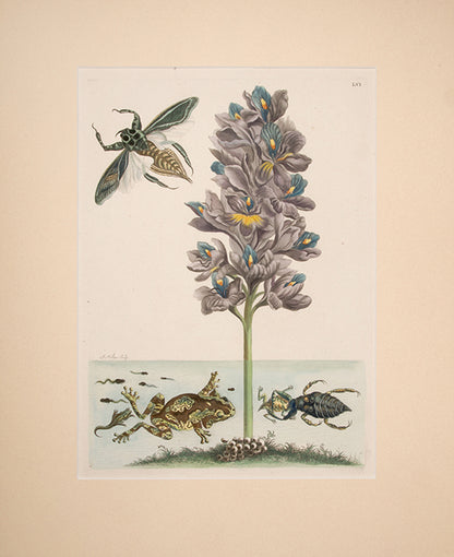 Water Scorpion and Giant Beetle. Pl. LVI.