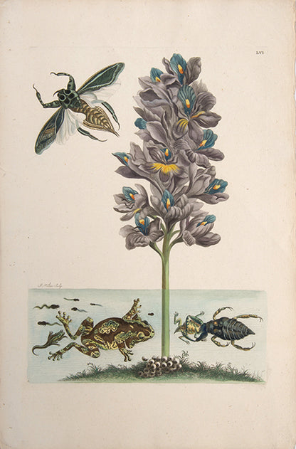 Water Scorpion and Giant Beetle. Pl. LVI.