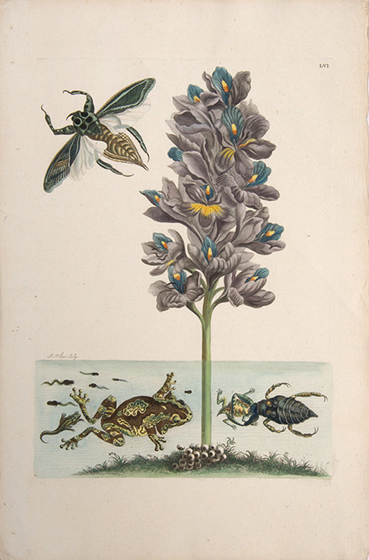 Water Scorpion and Giant Beetle. Pl. LVI.