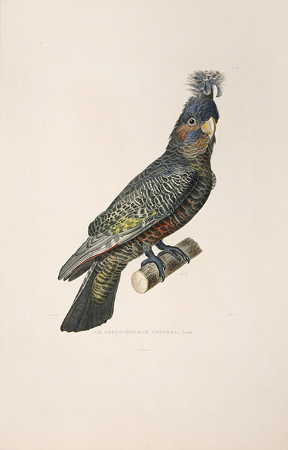 Le Callocephale Austral, Male and Le Callocephale Austral, Femelle.
