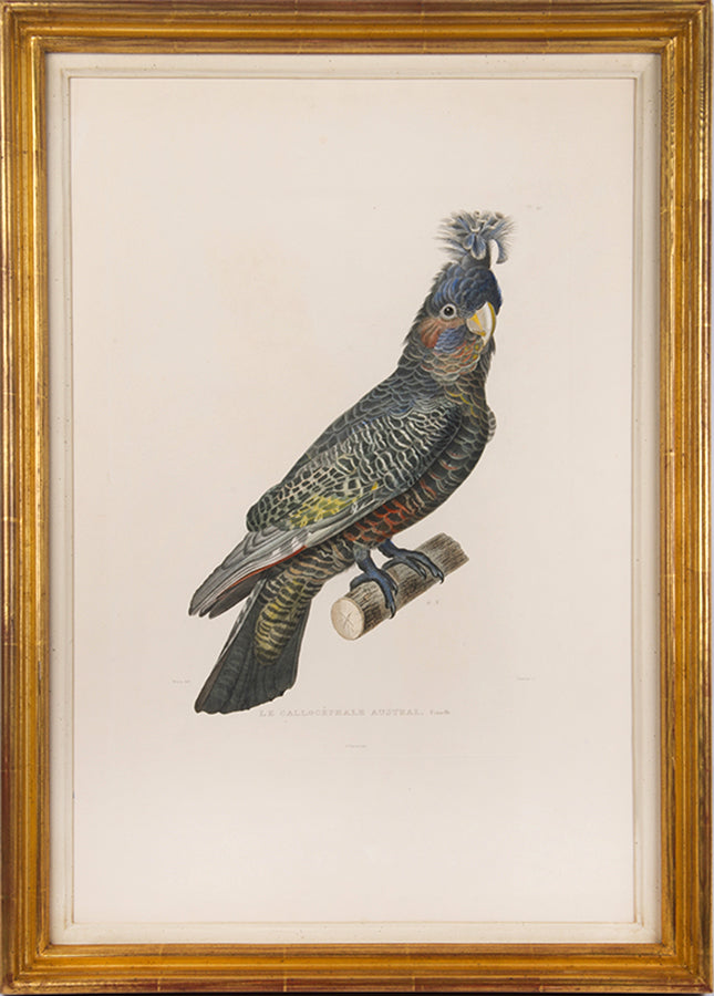 Le Callocephale Austral, Male and Le Callocephale Austral, Femelle.