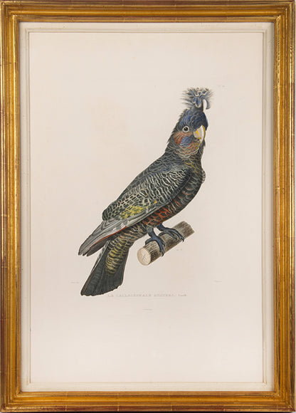 Le Callocephale Austral, Male and Le Callocephale Austral, Femelle.