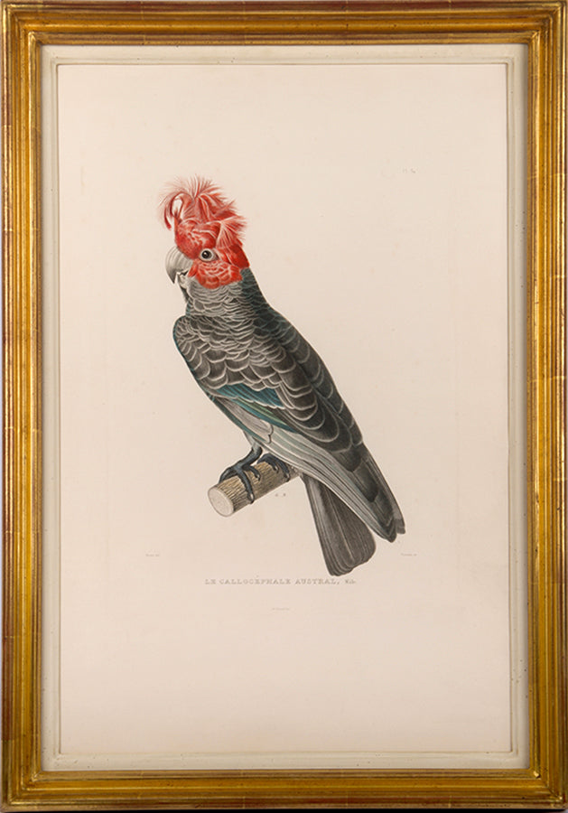 Le Callocephale Austral, Male and Le Callocephale Austral, Femelle.