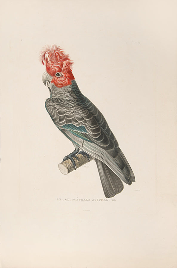 Le Callocephale Austral, Male and Le Callocephale Austral, Femelle.