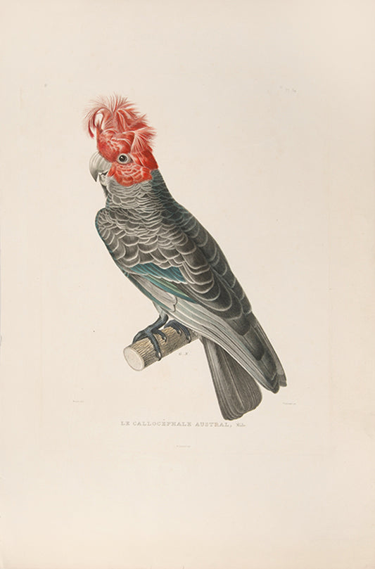 Le Callocephale Austral, Male and Le Callocephale Austral, Femelle.