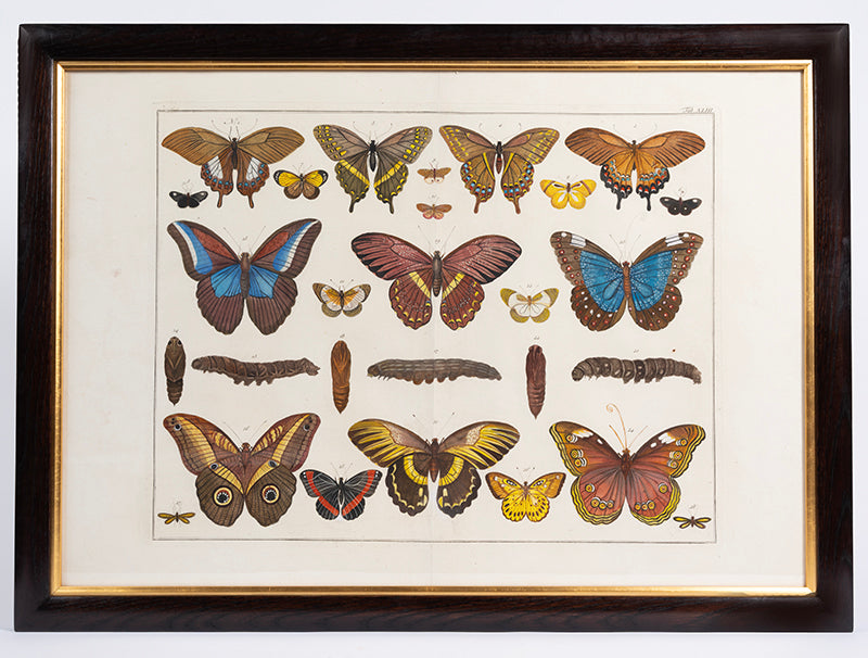 [A Group of Butterflies and Moths].