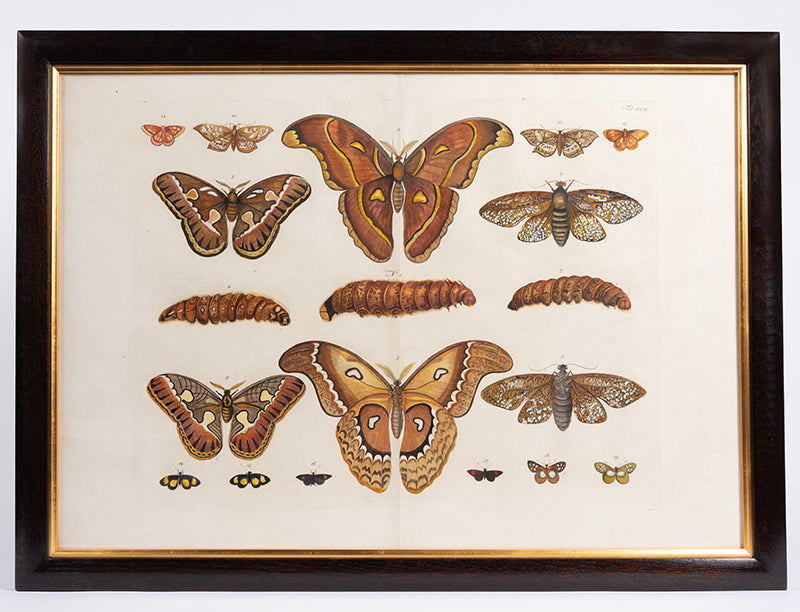 [A Group of Butterflies and Moths].