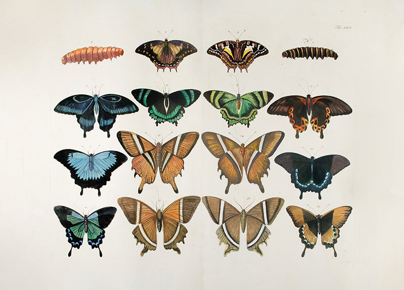 [A Group of Butterflies and Moths].