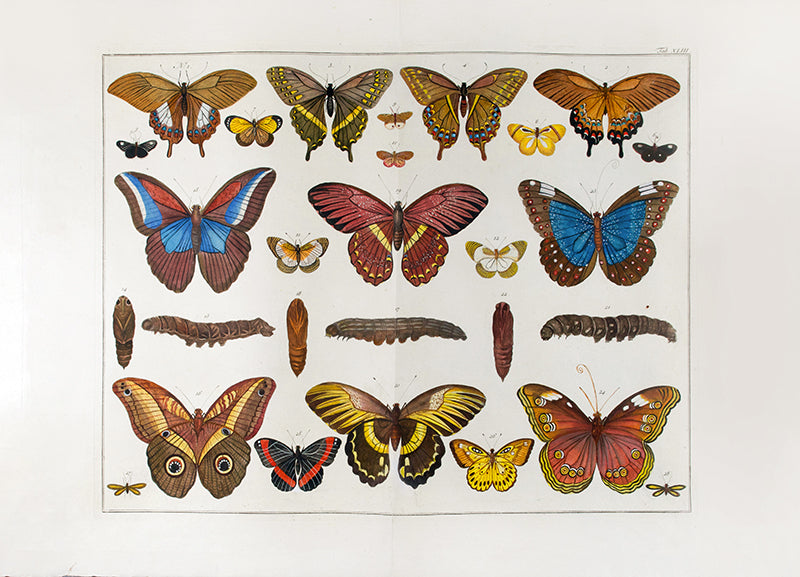 [A Group of Butterflies and Moths].