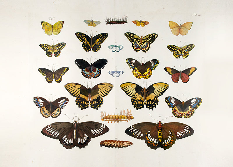 [A Group of Butterflies and Moths].