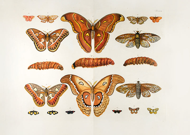 [A Group of Butterflies and Moths].