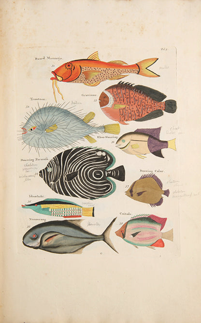 The second edition of Louis Renard's Poissons, Ecrevisses et Crabes, the first colour printed book on fish, among the rarest and most beautiful of all works of this type.
