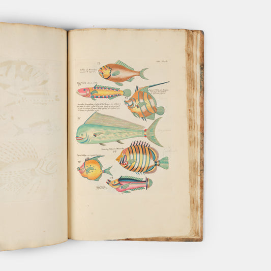 The second edition of Louis Renard's Poissons, Ecrevisses et Crabes, the first colour printed book on fish, among the rarest and most beautiful of all works of this type.