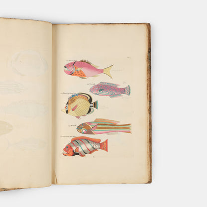 The second edition of Louis Renard's Poissons, Ecrevisses et Crabes, the first colour printed book on fish, among the rarest and most beautiful of all works of this type.