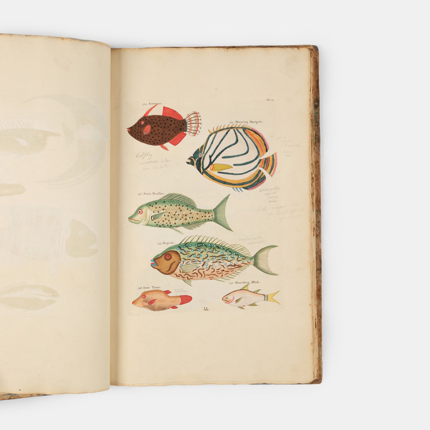 The second edition of Louis Renard's Poissons, Ecrevisses et Crabes, the first colour printed book on fish, among the rarest and most beautiful of all works of this type.