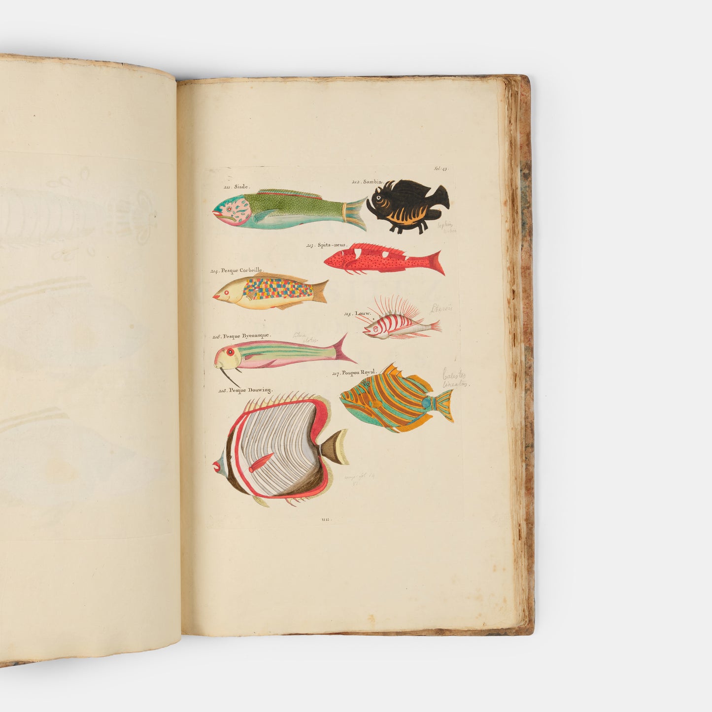The second edition of Louis Renard's Poissons, Ecrevisses et Crabes, the first colour printed book on fish, among the rarest and most beautiful of all works of this type.