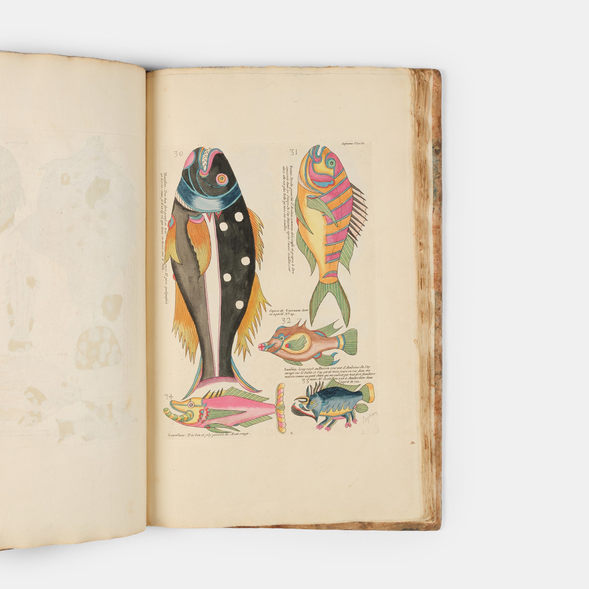 The second edition of Louis Renard's Poissons, Ecrevisses et Crabes, the first colour printed book on fish, among the rarest and most beautiful of all works of this type.