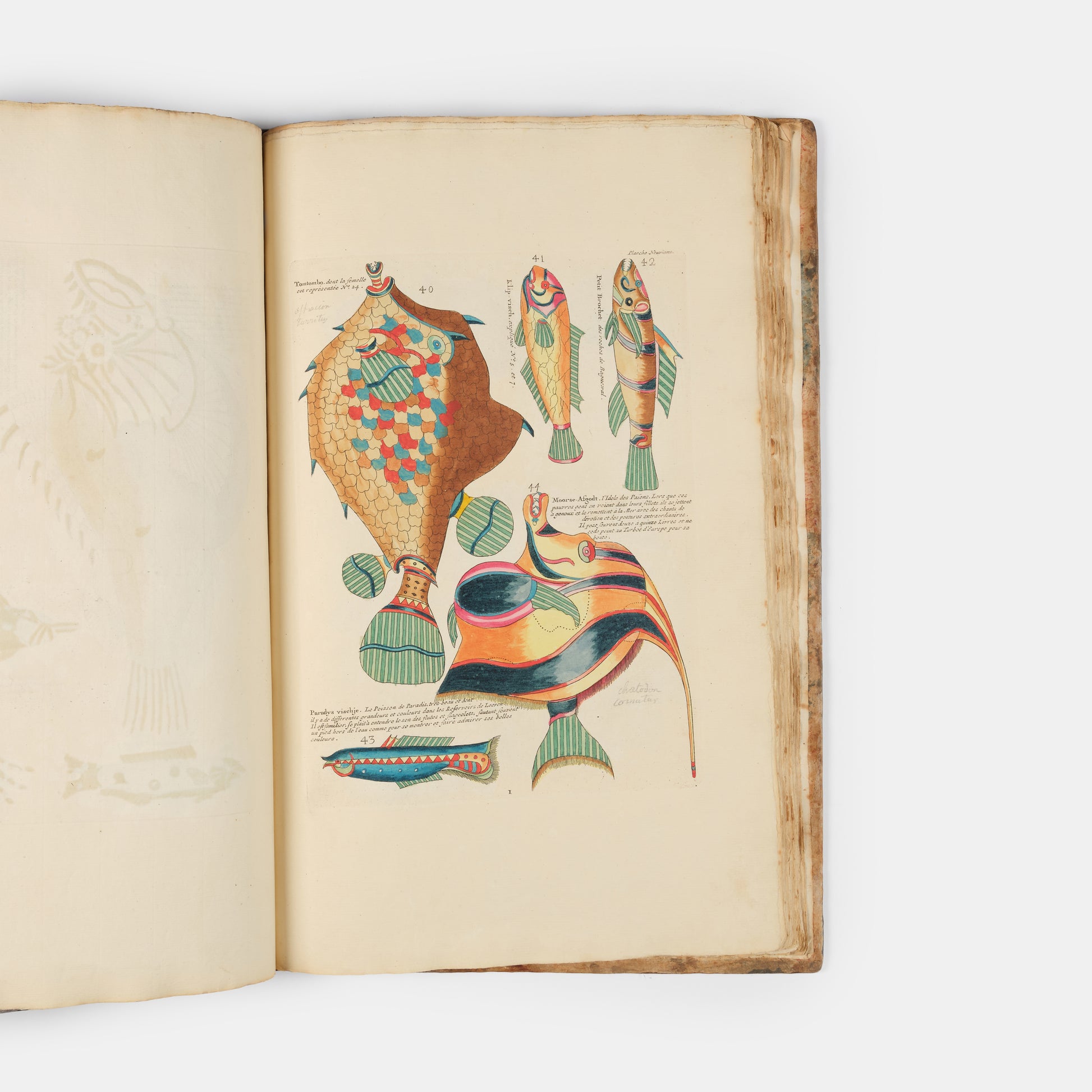 The second edition of Louis Renard's Poissons, Ecrevisses et Crabes, the first colour printed book on fish, among the rarest and most beautiful of all works of this type.