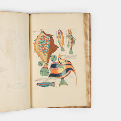 The second edition of Louis Renard's Poissons, Ecrevisses et Crabes, the first colour printed book on fish, among the rarest and most beautiful of all works of this type.
