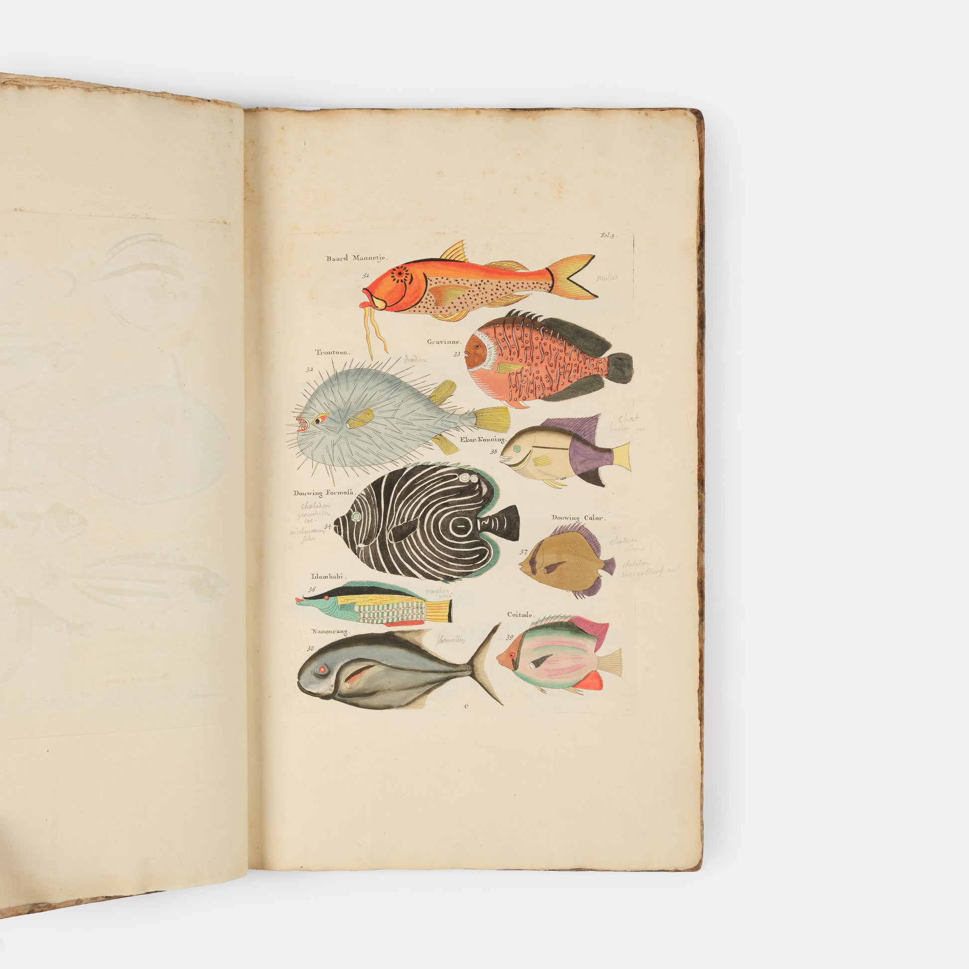 The second edition of Louis Renard's Poissons, Ecrevisses et Crabes, the first colour printed book on fish, among the rarest and most beautiful of all works of this type.