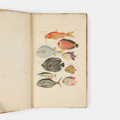 The second edition of Louis Renard's Poissons, Ecrevisses et Crabes, the first colour printed book on fish, among the rarest and most beautiful of all works of this type.
