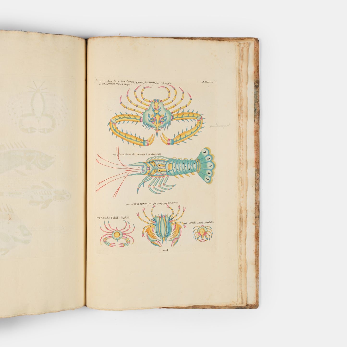 The second edition of Louis Renard's Poissons, Ecrevisses et Crabes, the first colour printed book on fish, among the rarest and most beautiful of all works of this type.