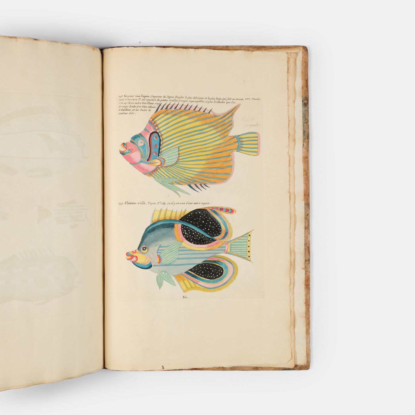 The second edition of Louis Renard's Poissons, Ecrevisses et Crabes, the first colour printed book on fish, among the rarest and most beautiful of all works of this type.