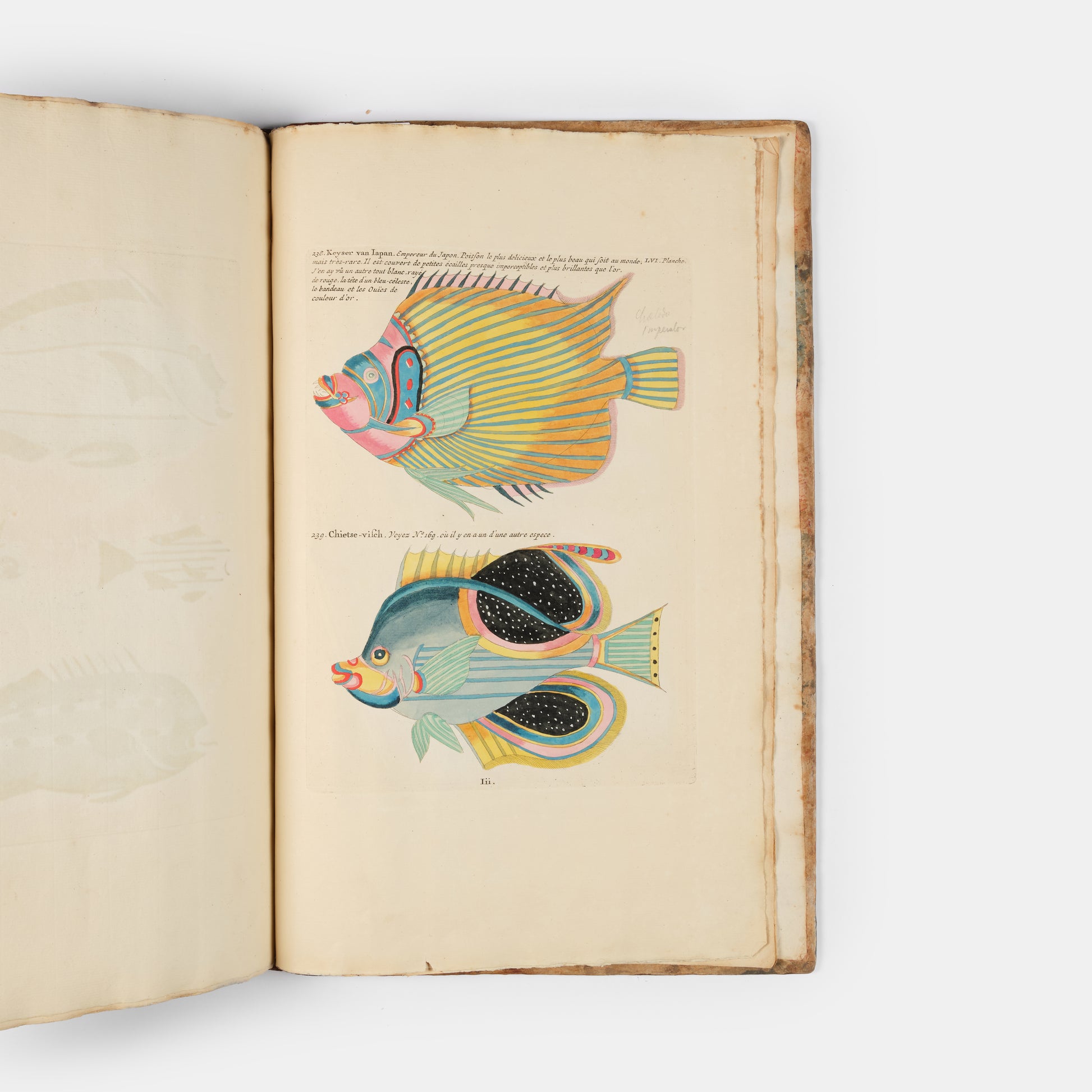 The second edition of Louis Renard's Poissons, Ecrevisses et Crabes, the first colour printed book on fish, among the rarest and most beautiful of all works of this type.