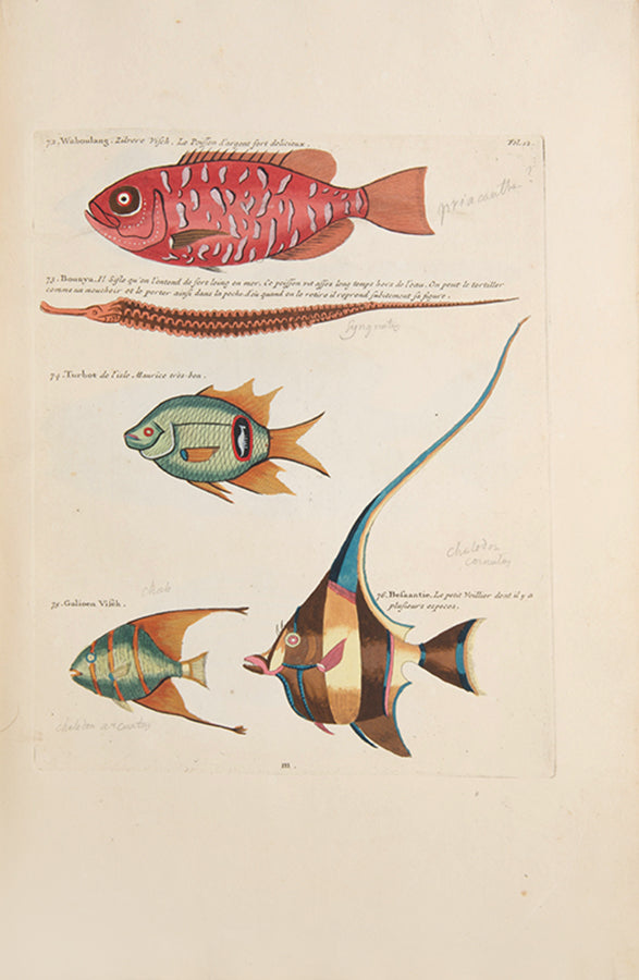 The second edition of Louis Renard's Poissons, Ecrevisses et Crabes, the first colour printed book on fish, among the rarest and most beautiful of all works of this type.