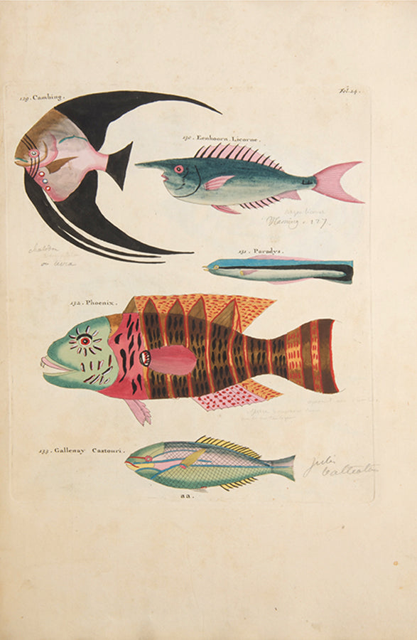 The second edition of Louis Renard's Poissons, Ecrevisses et Crabes, the first colour printed book on fish, among the rarest and most beautiful of all works of this type.