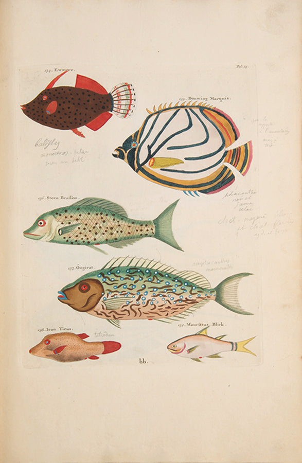 The second edition of Louis Renard's Poissons, Ecrevisses et Crabes, the first colour printed book on fish, among the rarest and most beautiful of all works of this type.