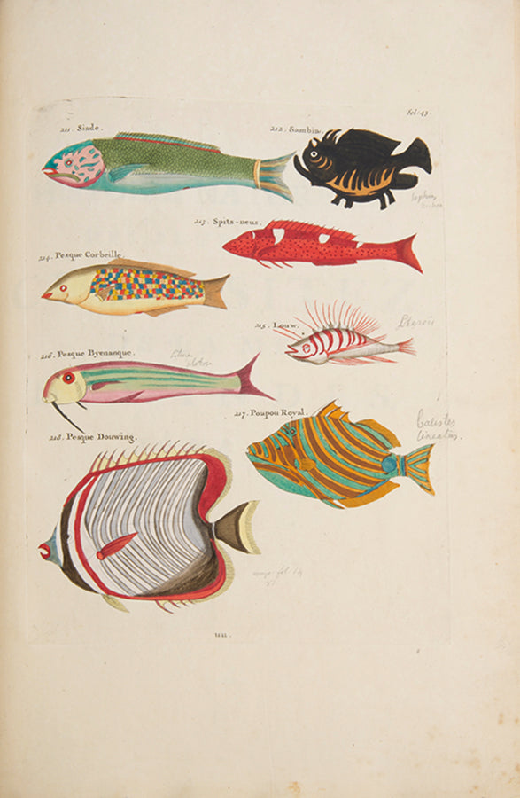 The second edition of Louis Renard's Poissons, Ecrevisses et Crabes, the first colour printed book on fish, among the rarest and most beautiful of all works of this type.